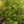 Load image into Gallery viewer, James MacFarlane Lilac