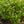 Load image into Gallery viewer, James MacFarlane Lilac