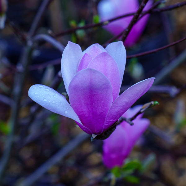 Jane Magnolia - Magnolia - Flowering Trees