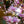 Load image into Gallery viewer, Jane Magnolia - Magnolia - Flowering Trees