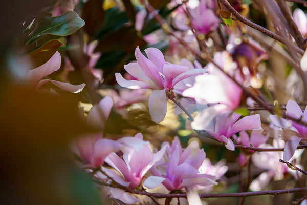 Jane Magnolia - Magnolia - Flowering Trees