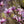 Load image into Gallery viewer, Jane Magnolia - Magnolia - Flowering Trees