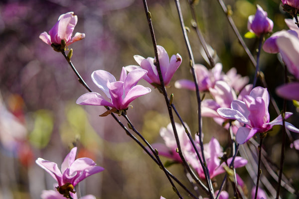 Jane Magnolia - Magnolia - Flowering Trees