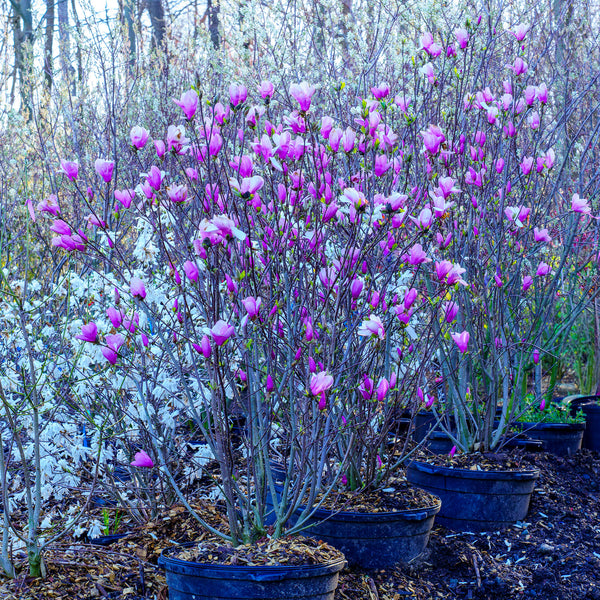 Jane Magnolia - Magnolia - Flowering Trees