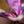 Load image into Gallery viewer, Jane Magnolia - Magnolia - Flowering Trees