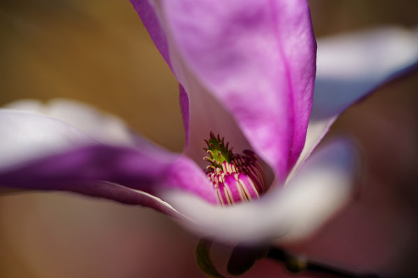Jane Magnolia - Magnolia - Flowering Trees