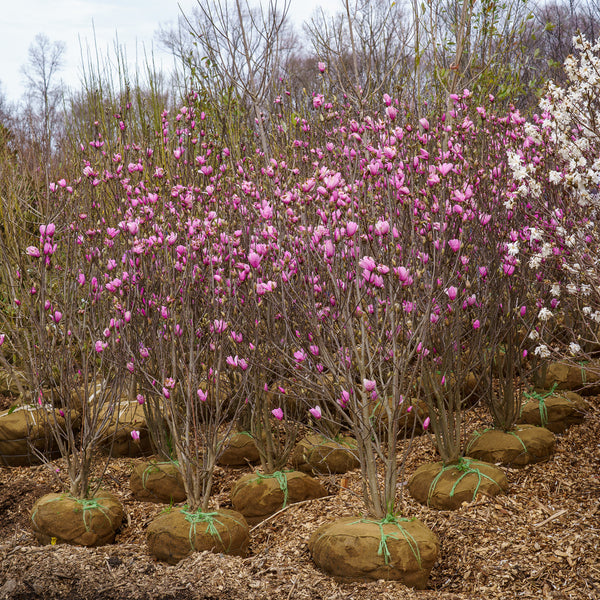 Jane Magnolia