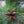 Load image into Gallery viewer, Japanese Black Pine - Pine - Conifers