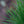 Load image into Gallery viewer, Japanese Black Pine - Pine - Conifers