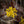 Load image into Gallery viewer, Japanese Cornell Dogwood - Other Shrubs - Shrubs