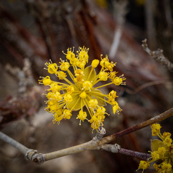 Japanese Cornelian Cherry