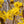 Load image into Gallery viewer, Japanese Cornell Dogwood - Other Shrubs - Shrubs