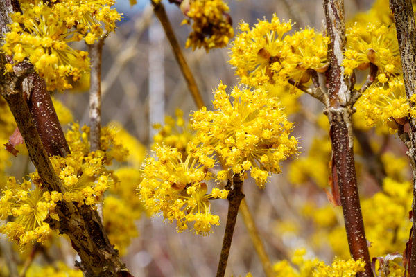 Japanese Cornelian Cherry
