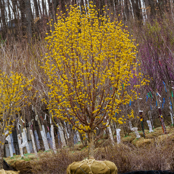 Japanese Cornelian Cherry