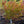 Load image into Gallery viewer, Japanese Cornelian Cherry