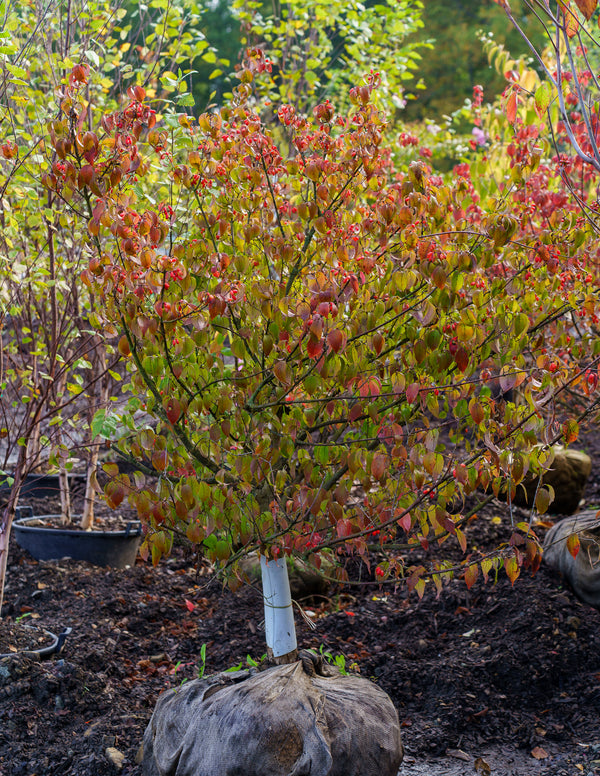 Japanese Cornelian Cherry