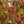 Load image into Gallery viewer, Japanese Cornelian Cherry
