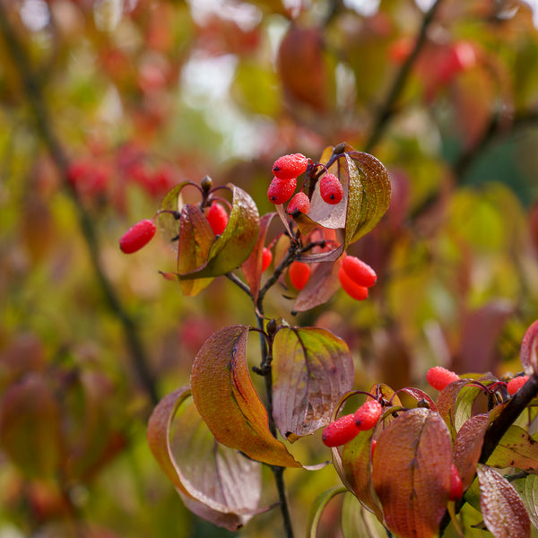 Japanese Cornelian Cherry