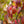 Load image into Gallery viewer, Japanese Cornelian Cherry