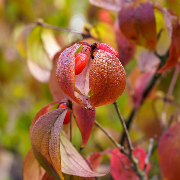 Japanese Cornelian Cherry