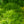 Load image into Gallery viewer, Japanese Forest Grass