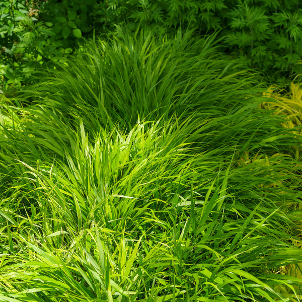 Japanese Forest Grass