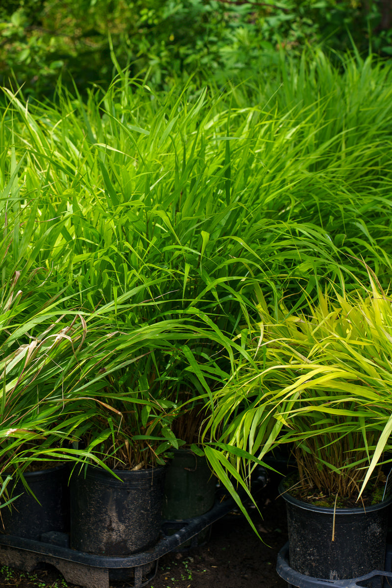 Japanese Forest Grass – Plant Detectives
