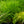 Load image into Gallery viewer, Japanese Forest Grass