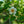 Load image into Gallery viewer, Japanese Stewartia