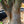 Load image into Gallery viewer, Japanese Stewartia - Other Flowering Trees - Flowering Trees