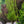 Load image into Gallery viewer, Japanese Stewartia - Other Flowering Trees - Flowering Trees