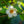 Load image into Gallery viewer, Japanese Stewartia