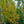 Load image into Gallery viewer, Japanese Stewartia