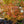 Load image into Gallery viewer, Japanese Stewartia - Other Flowering Trees - Flowering Trees