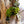 Load image into Gallery viewer, Japanese Stewartia - Other Flowering Trees - Flowering Trees