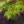 Load image into Gallery viewer, Japanese Sunrise Japanese Maple