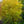 Load image into Gallery viewer, Japanese Sunrise Japanese Maple