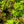 Load image into Gallery viewer, Japanese Sunrise Japanese Maple