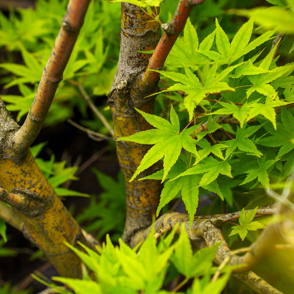 Japanese Sunrise Japanese Maple