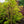 Load image into Gallery viewer, Japanese Sunrise Japanese Maple