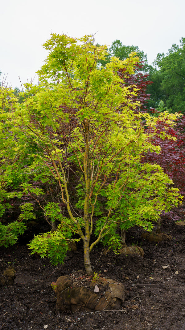 Japanese Sunrise Japanese Maple