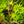 Load image into Gallery viewer, Japanese Sunrise Japanese Maple
