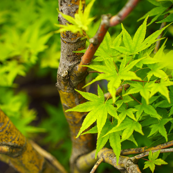 Japanese Sunrise Japanese Maple