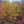 Load image into Gallery viewer, Japanese Sunrise Japanese Maple - Japanese Maple - Japanese Maples