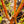 Load image into Gallery viewer, Japanese Sunrise Japanese Maple - Japanese Maple - Japanese Maples