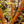 Load image into Gallery viewer, Japanese Sunrise Japanese Maple - Japanese Maple - Japanese Maples