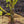 Load image into Gallery viewer, Japanese Sunrise Japanese Maple