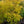 Load image into Gallery viewer, Japanese Sunrise Japanese Maple