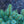 Load image into Gallery viewer, Jasper Engelmann Spruce