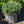 Load image into Gallery viewer, Jasper Engelmann Spruce